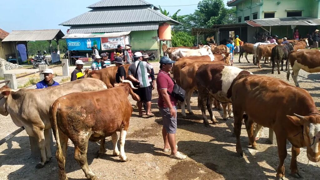 Harga sapi