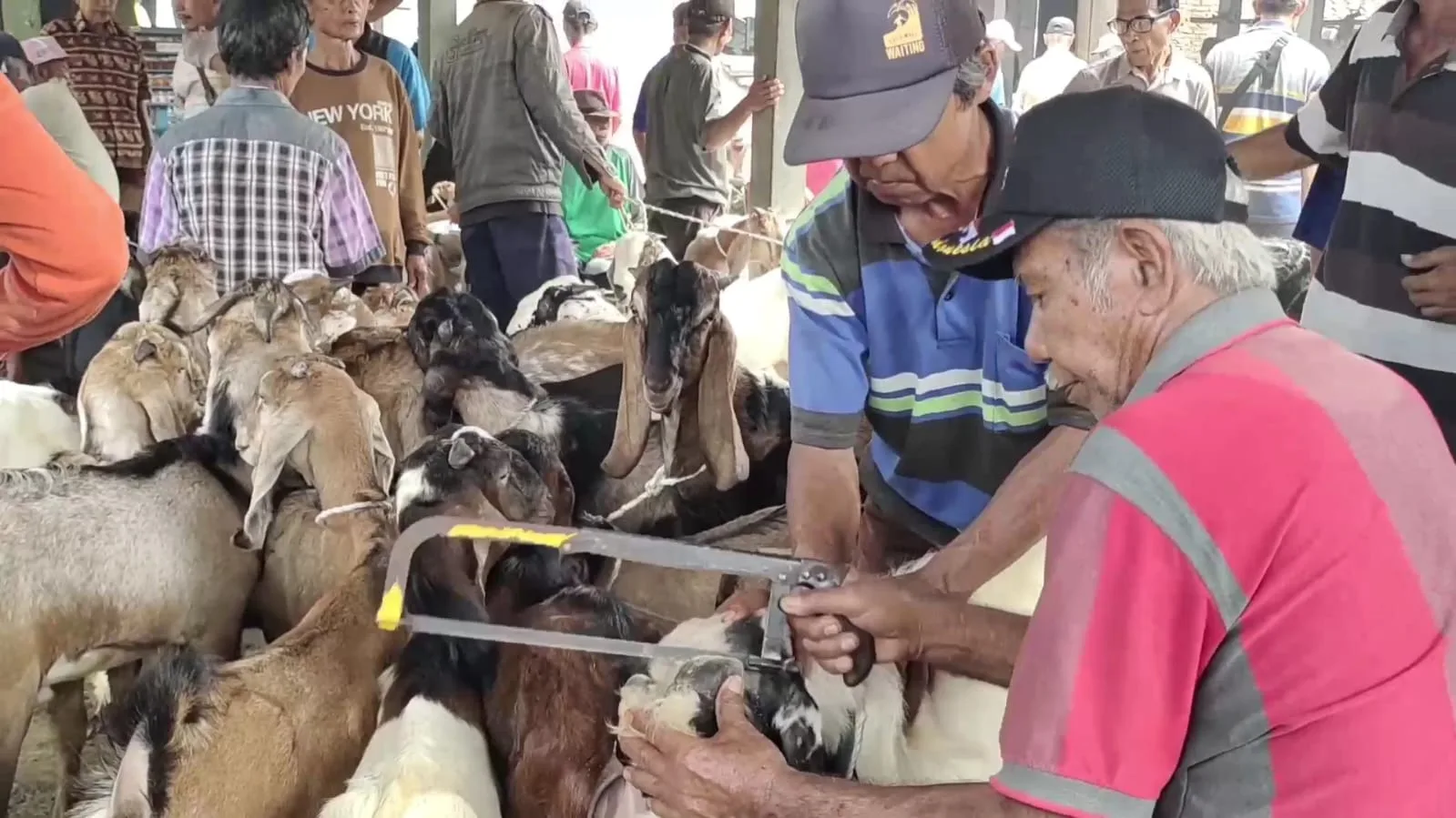 Salon kambing 