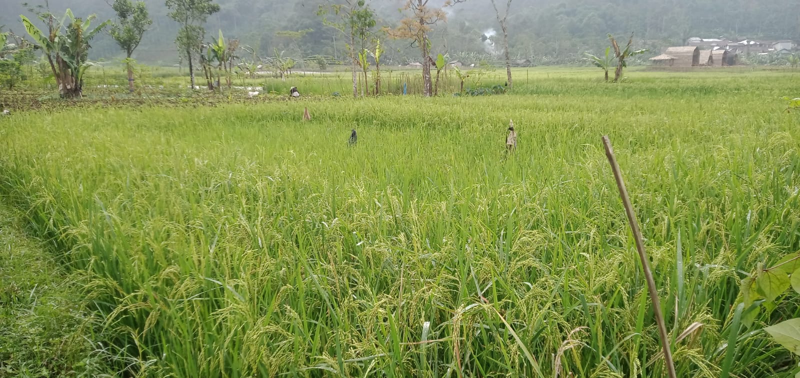 Sawah