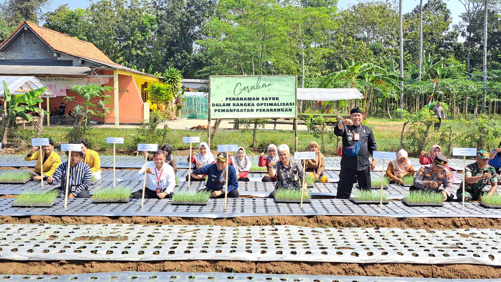 Penanaman bawang merah