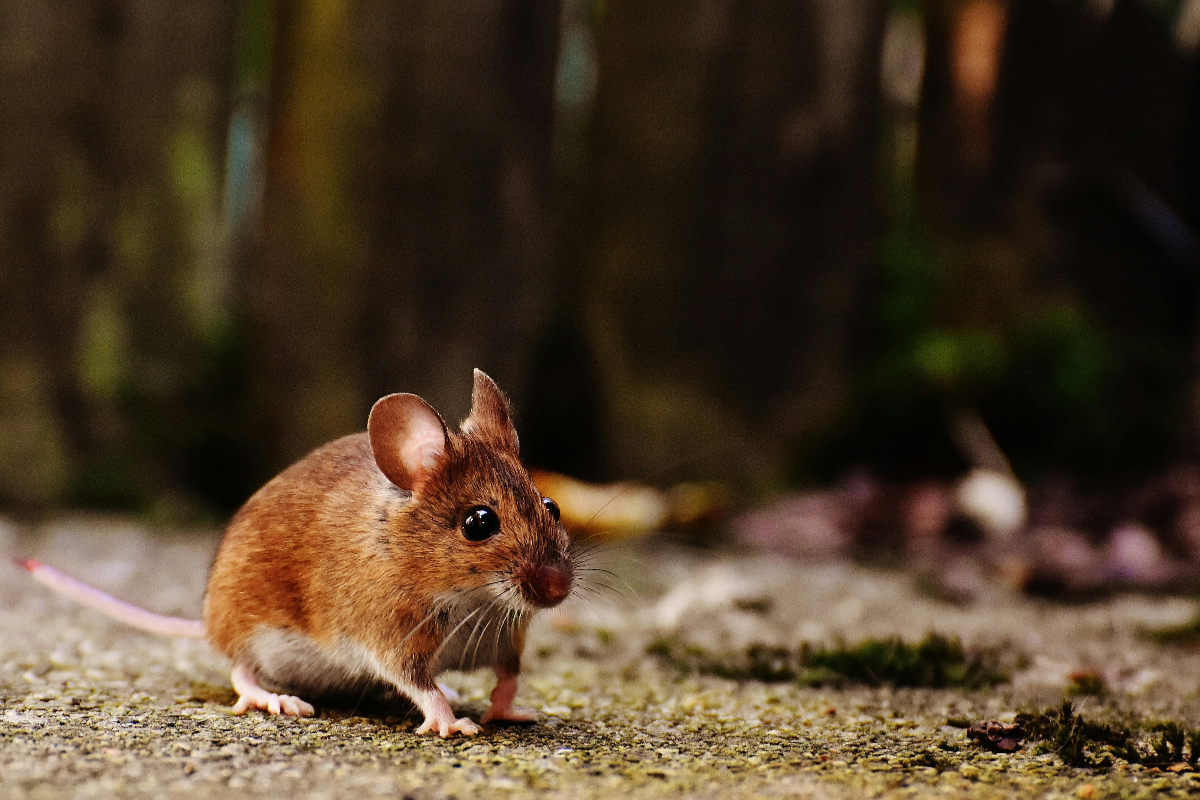 Cara menghilangkan bau bangkai tikus di rumah