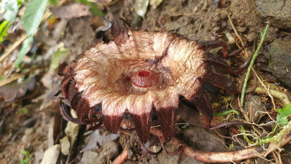 Bunga langka yang ditemukan dalam ekspedisi di kawasan hutan sisik naga Kabupaten Purbalingga. (Foto : Dok Ekspedisi Sisik Naga).