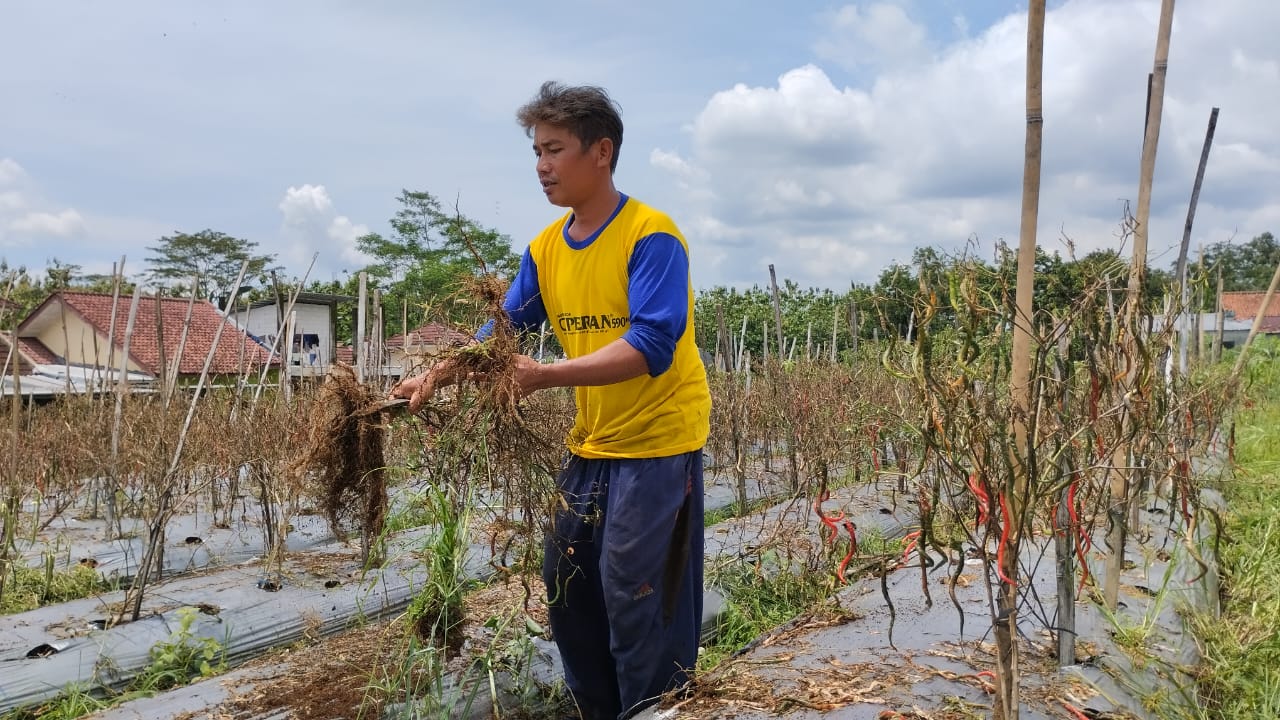 Petani cabai