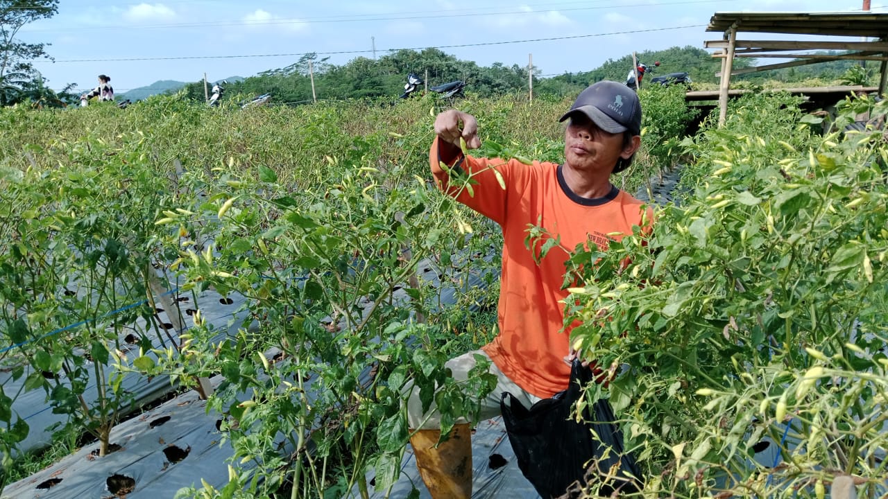 Petani Ajibarang 