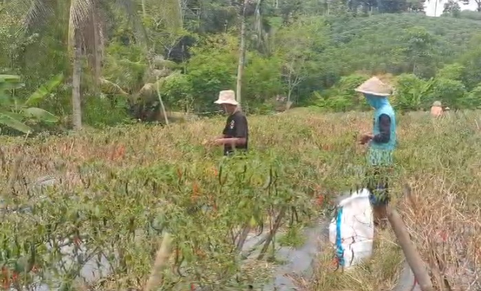 Petani cabai di Banjarnegara 