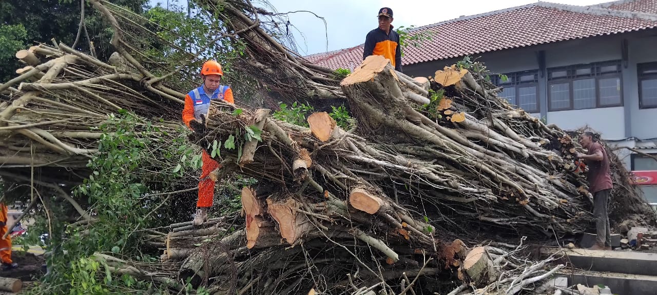 Pohon beringin raksasa 