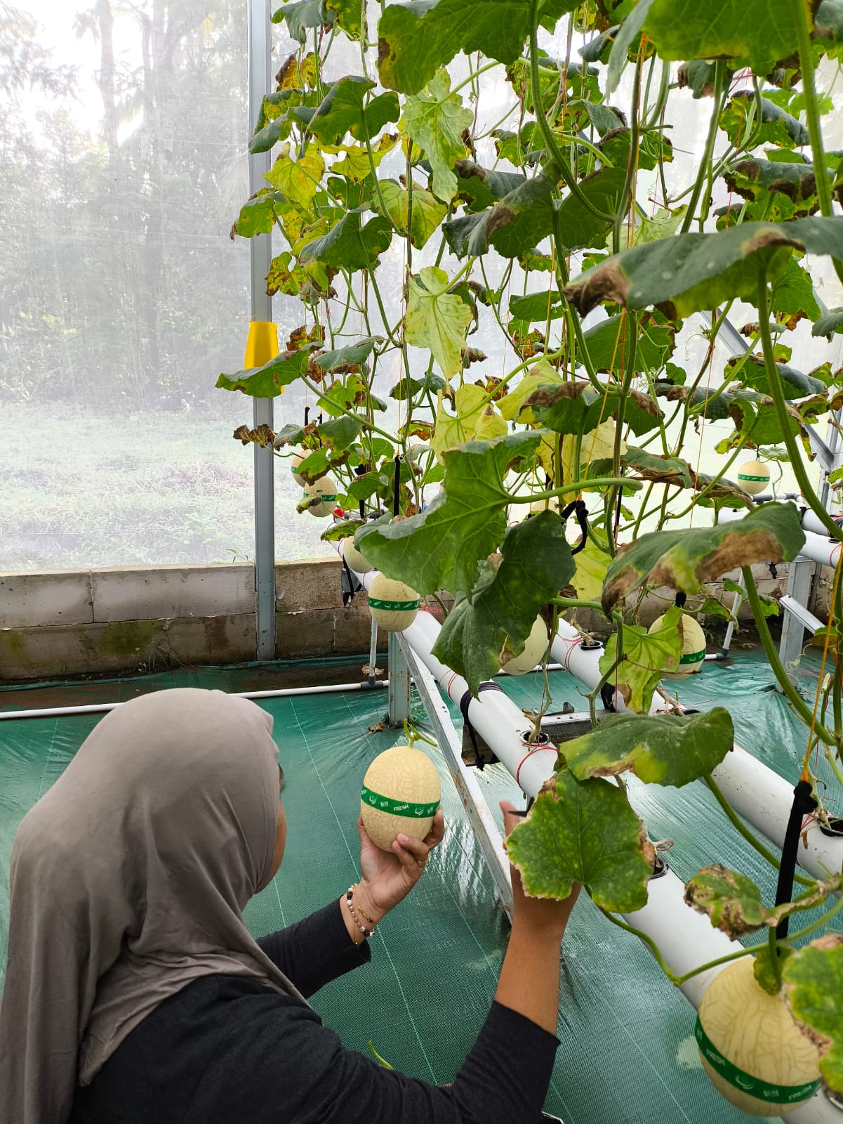 budidaya melon hidroponik